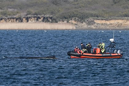 Молодой кит Тимми оказался на мели третий раз за неделю