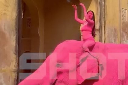 Россиянка покрасила дикое животное в розовый цвет для фотосессии в Индии