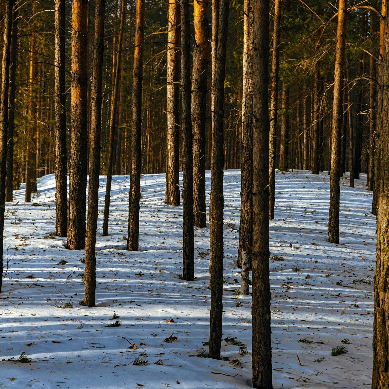 Сын Усольцевой высказался о гибели пропавшей семьи в тайге
