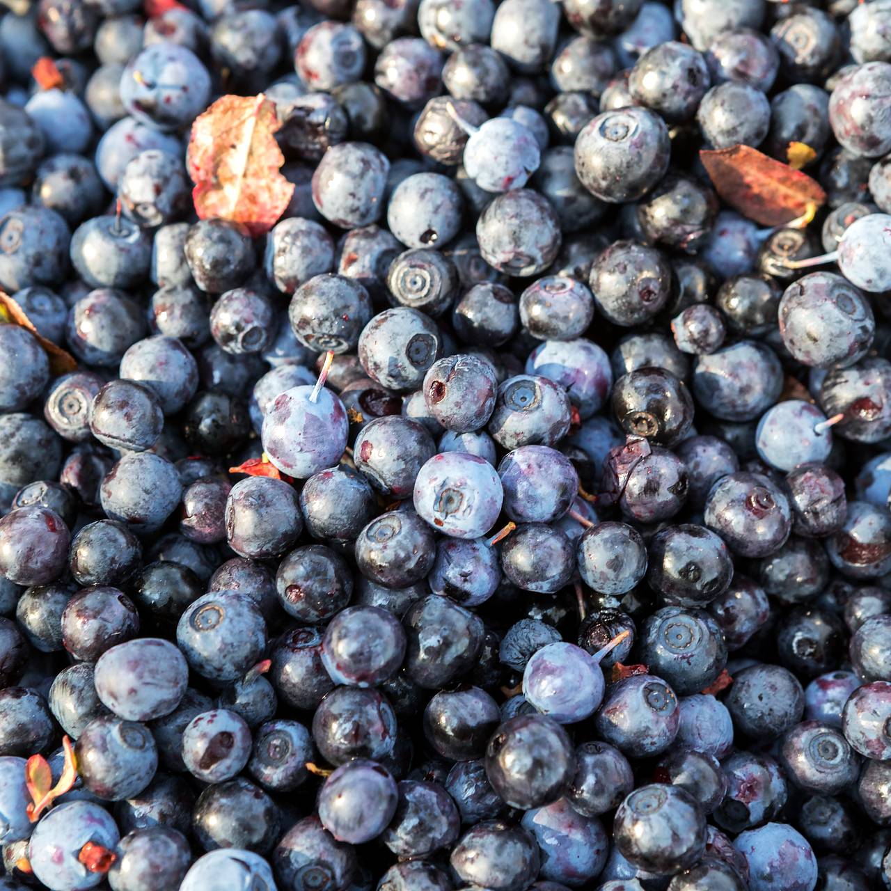 Популярная ягода оказалась полезной для снижения уровня сахара при диабете