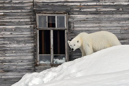 Россиянин описал жизнь на Чукотке словами &laquo;сто человек, белые медведи и ни одной дороги&raquo;