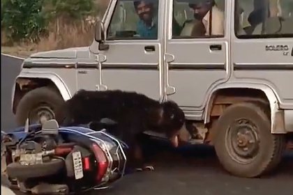Самый опасный медведь в мире сбил двух подростков с мотоцикла и растерзал сиденье