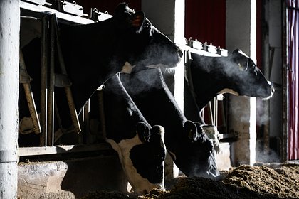 Господдержку российским фермерам решили урезать