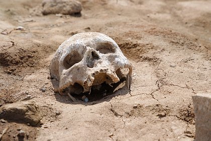 Дети нашли человеческий череп во время игры
