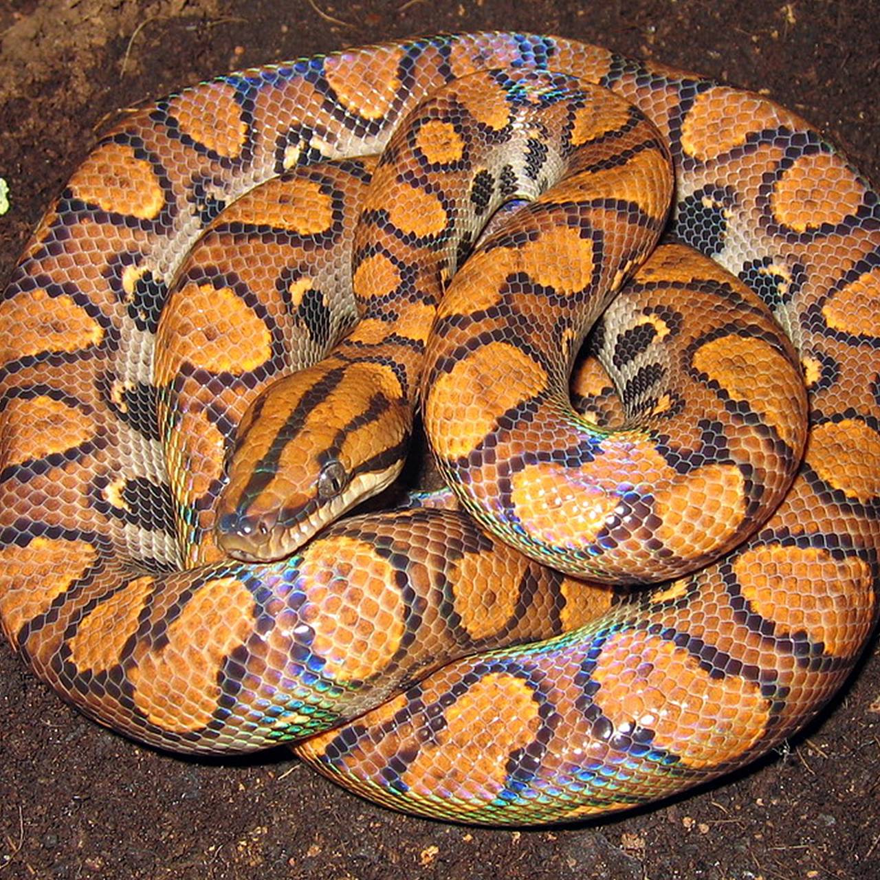 &laquo;Самец&raquo; удава второй раз родил непорочно зачатых детенышей