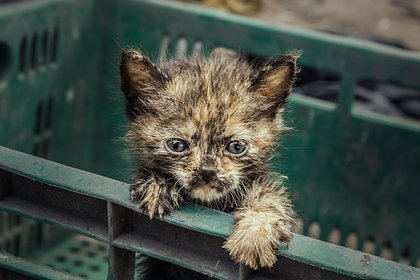 Россиянам запретили ломать стену ради спасения котенка