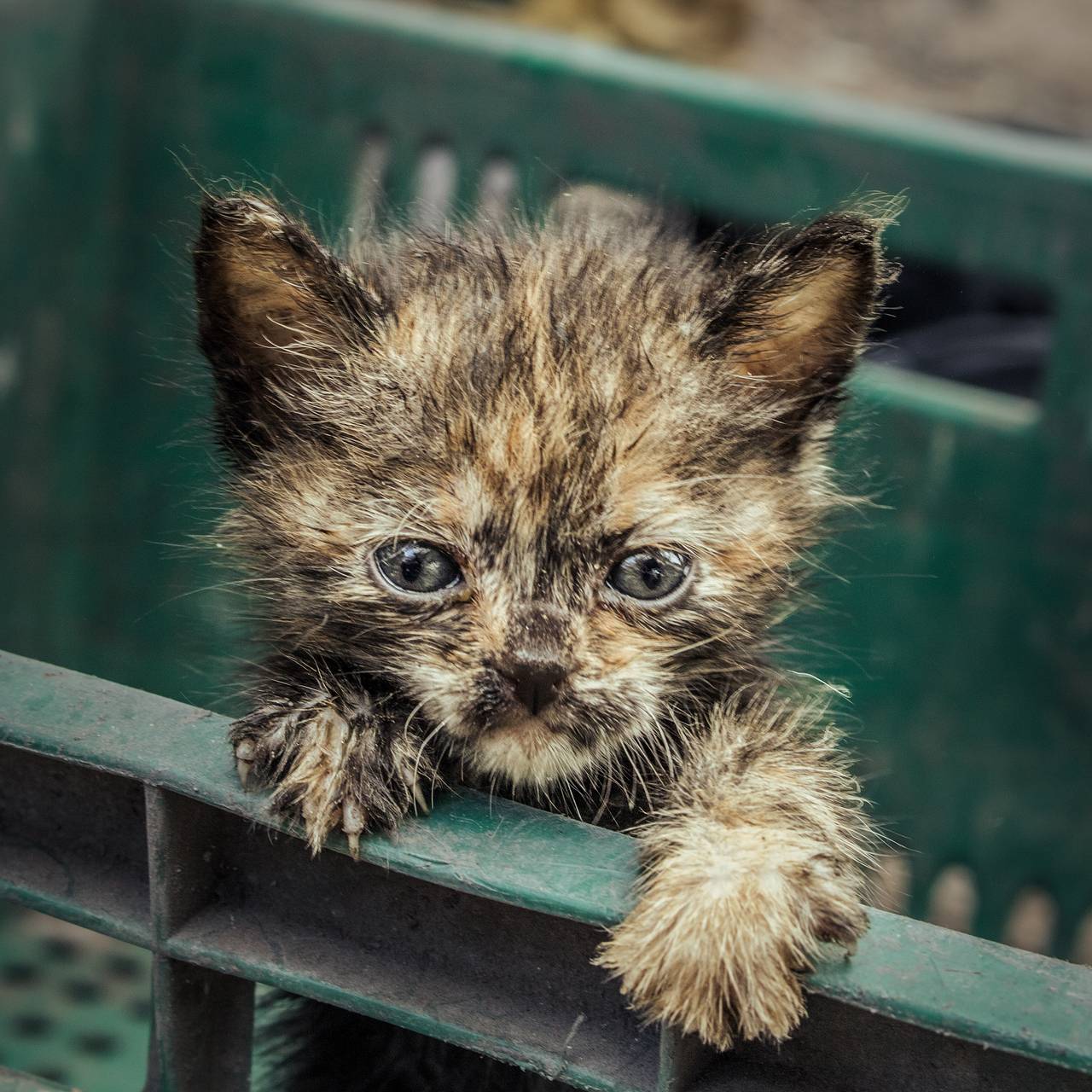 Россиянам запретили ломать стену ради спасения котенка