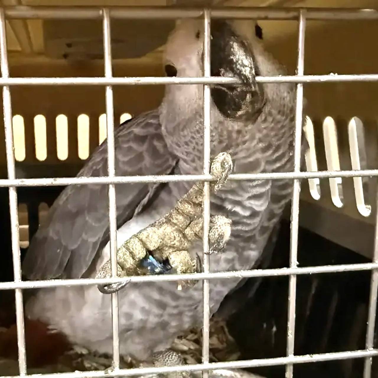 Автобус с траурным какаду Бэнкса и еще 100 экзотическими птицами задержали в России