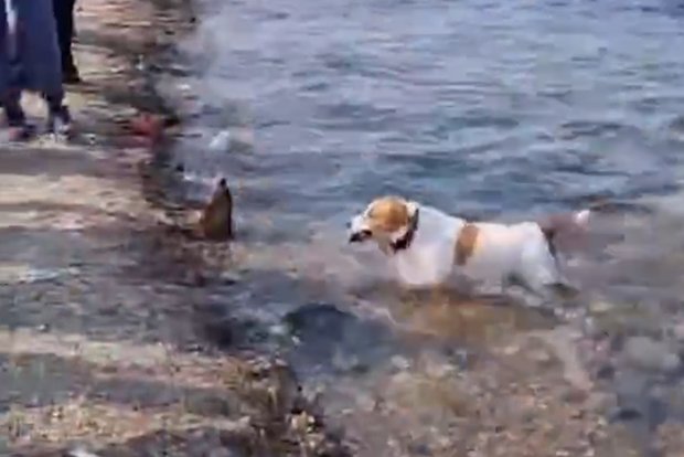 Вводная картинка