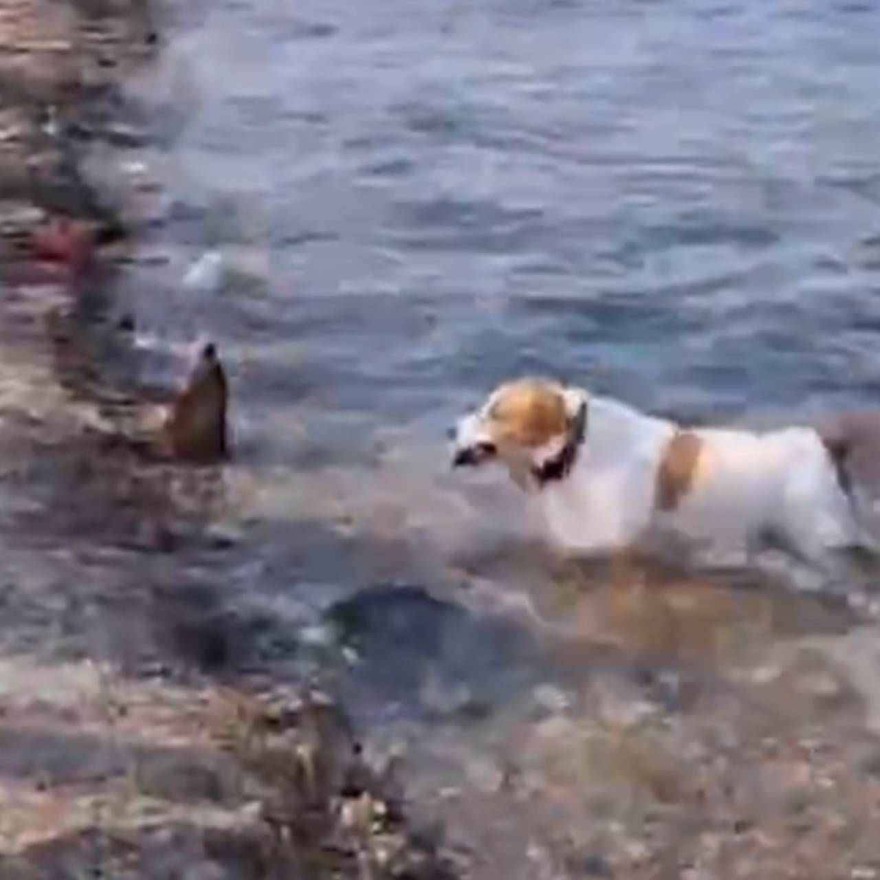 Пес показал китайским туристам мастер-класс по ловле селедки