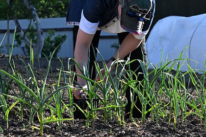 Дачников предупредили о штрафах за одно растение на участке