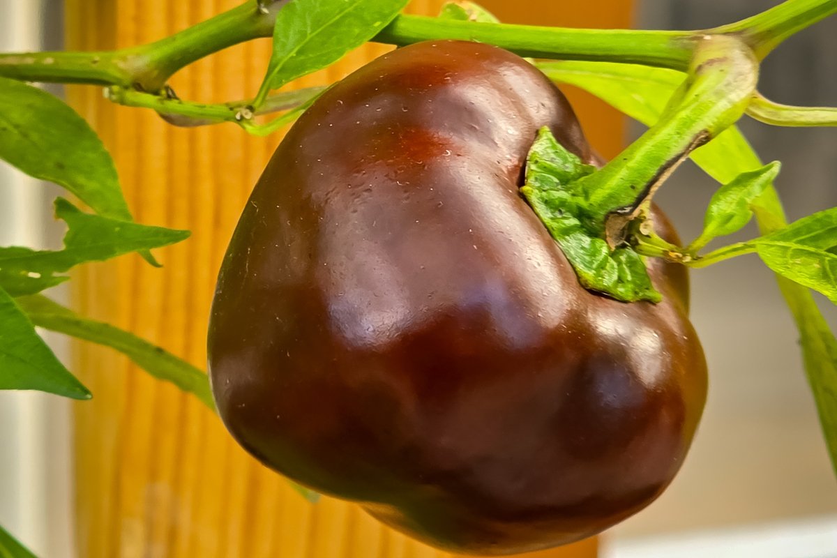 «Звезда Востока шоколадная F1»