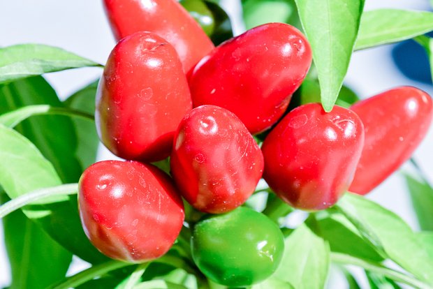 «Пик НК 2000»