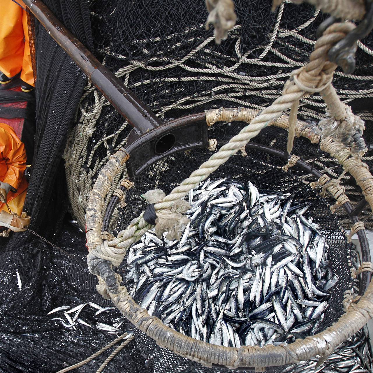 Рыбакам одной страны предрекли разорение из-за войны на Ближнем Востоке