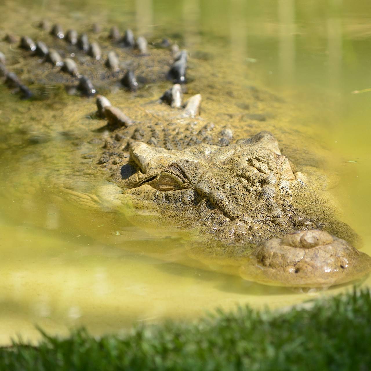 Мальчик зашел в воду за футбольным мячом и попал в пасть к крокодилу