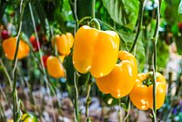 Лучшие сорта сладкого перца для огорода и теплицы: топ-10 сортов и гибридов