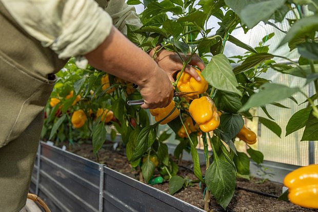В желтых перцах больше всего витаминов С и К, а также калия и меди