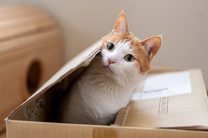 Раненого кота отправили посылкой без воды и еды