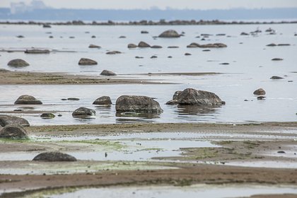 На берегу Финского залива обнаружили локальное скопление нефтепродуктов