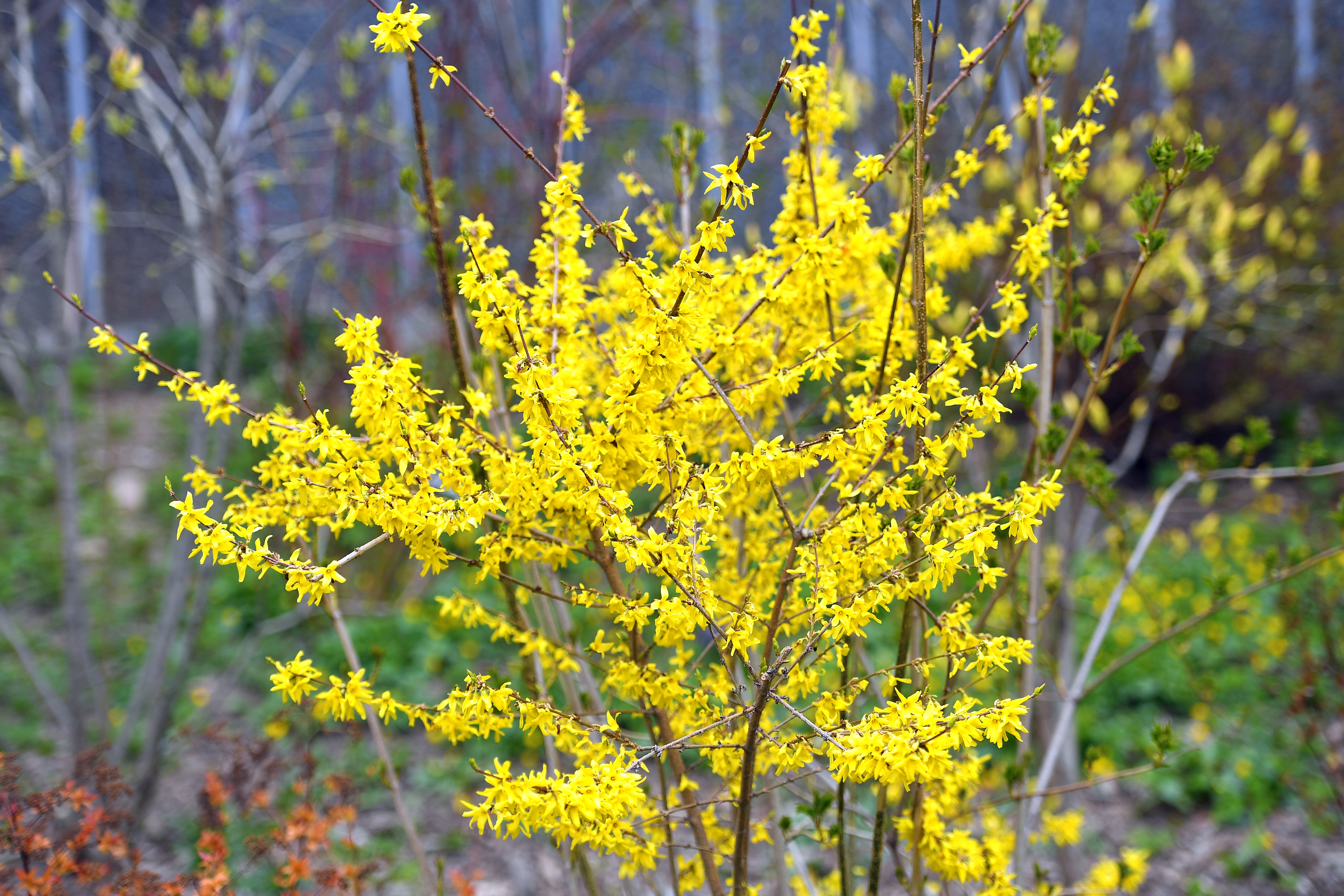 В Москве зацвел пасхальный куст