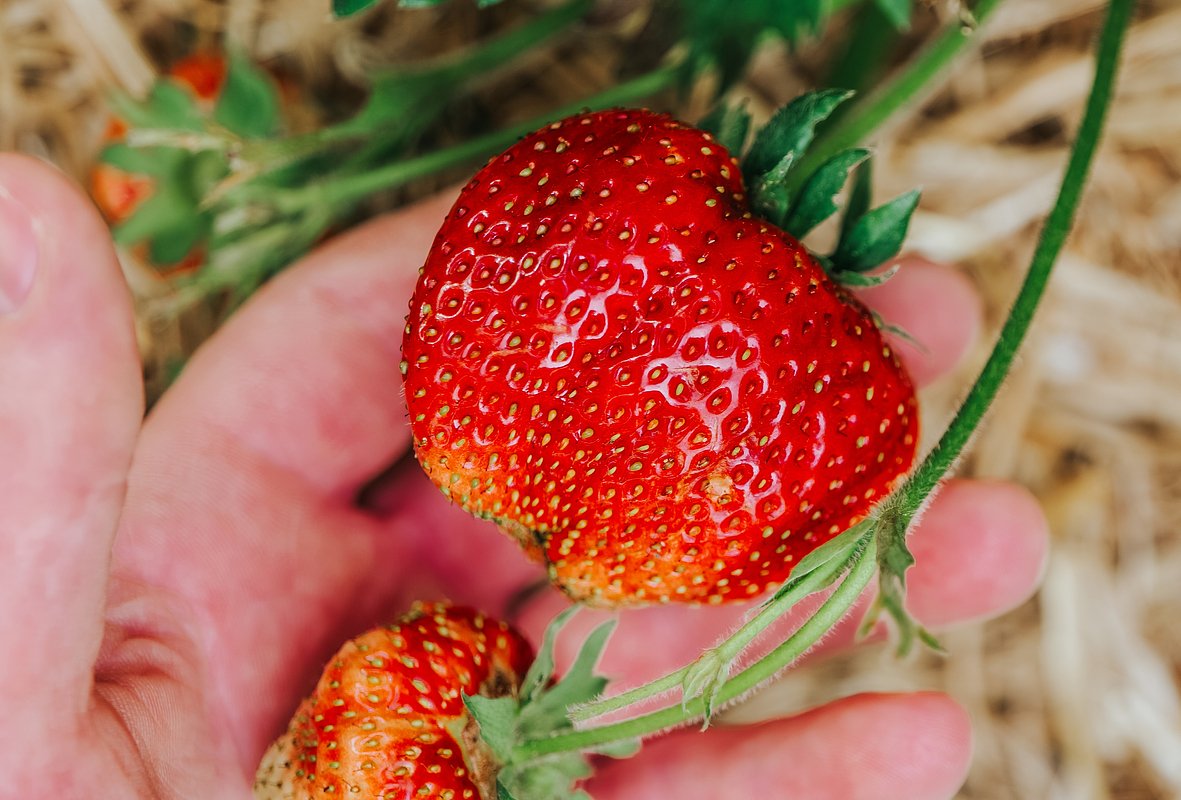 Сорт клубники «Королева Елизавета II» (Queen Elizabeth II)