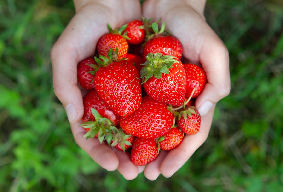 Сорт клубники «Мурано» (Murano)