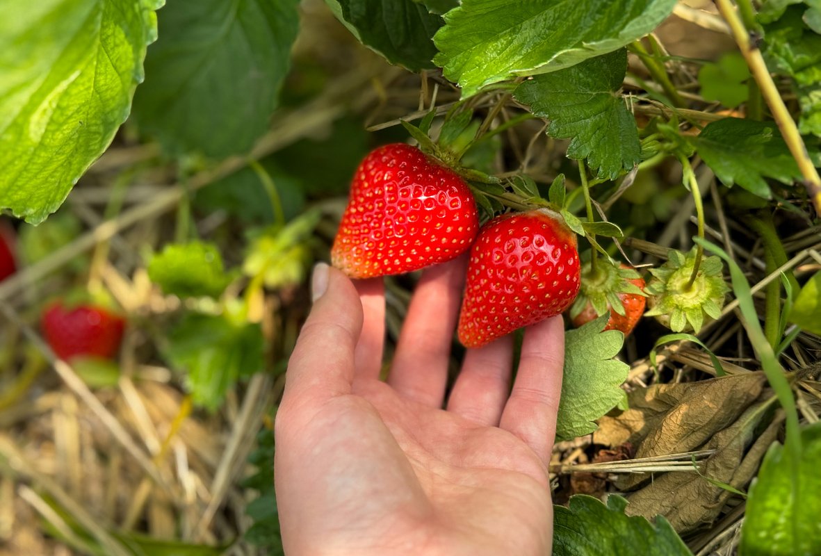 Сорт клубники «Линоса» (Linosa)