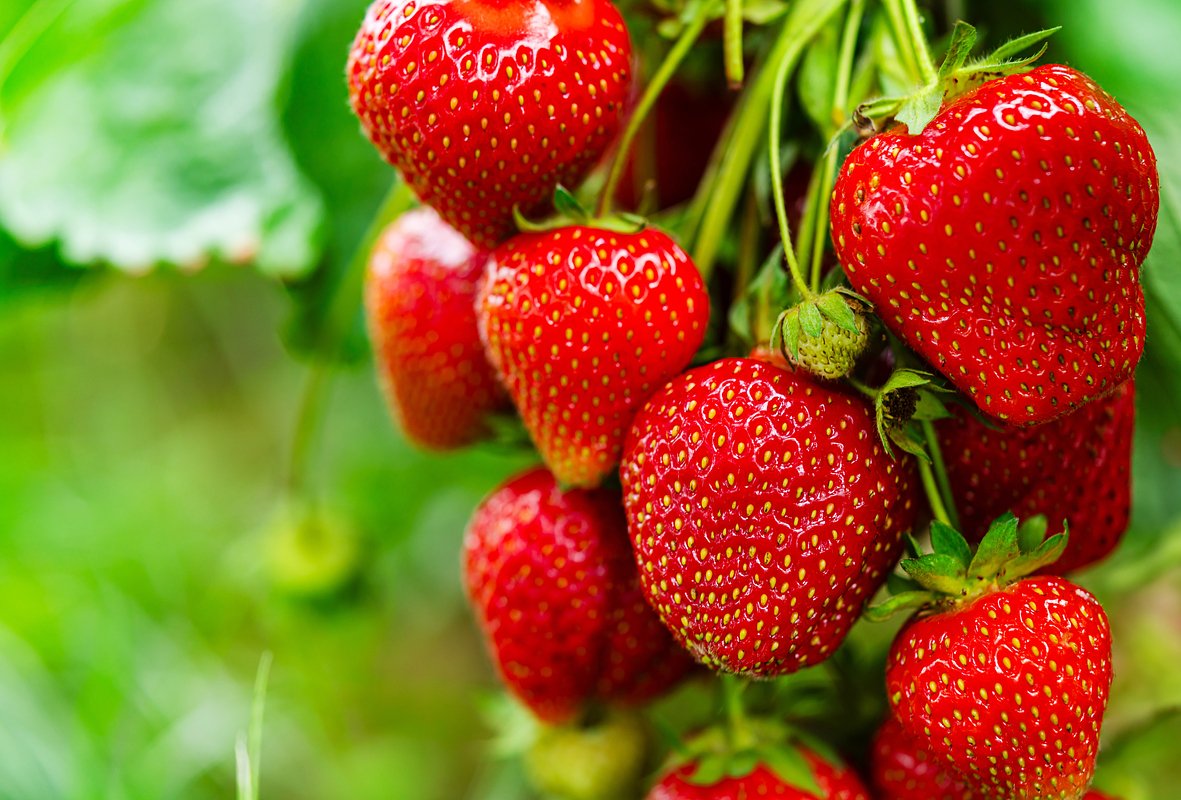 Сорт клубники «Сельва» (Selva)