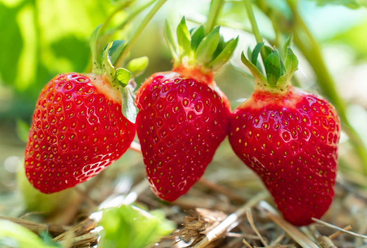 Сорт клубники «Любава» (Lubava)