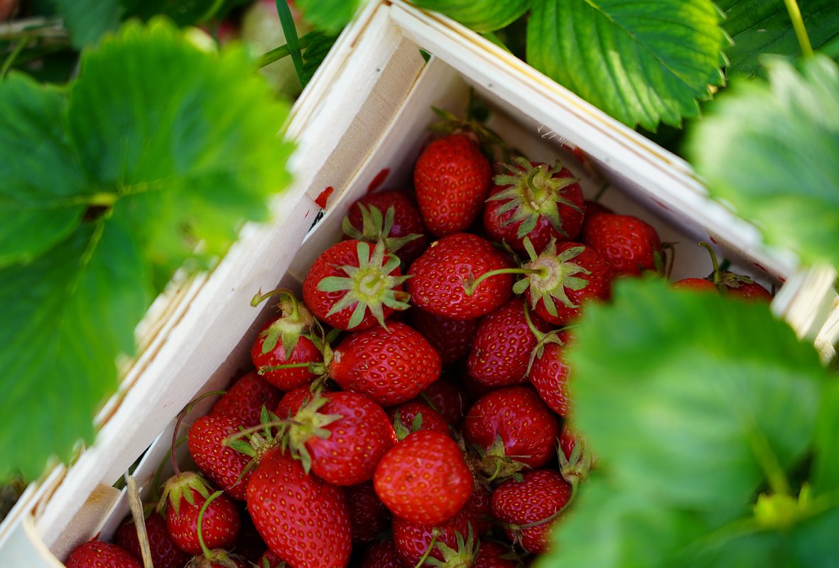 Сорт клубники «Искушение» (Temptation)