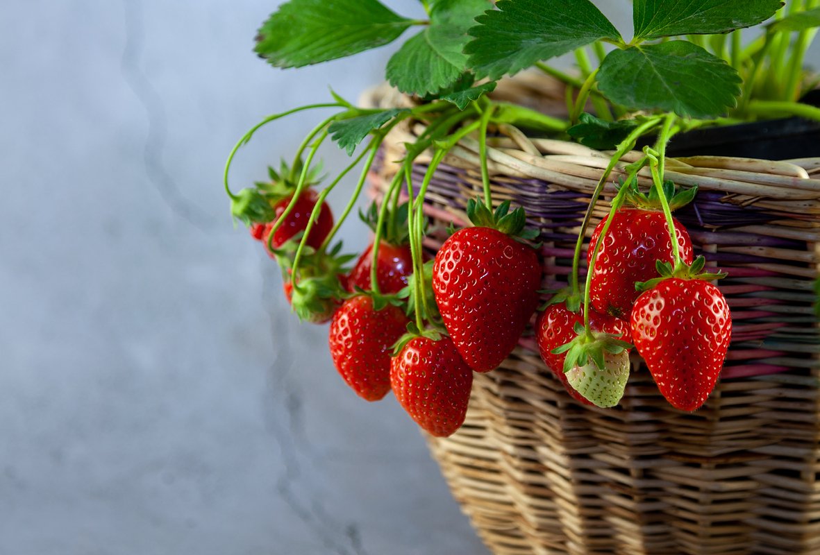 Сорт клубники «Капри» (Capri)