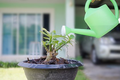 Россиян предупредили о вредящем комнатным растениям действии