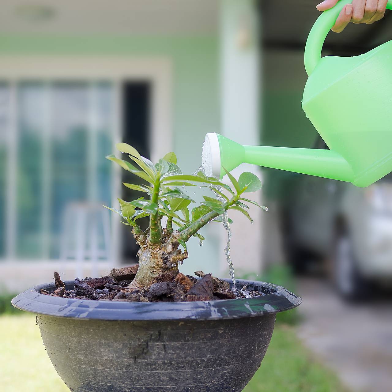 Россиян предупредили о вредящем комнатным растениям действии