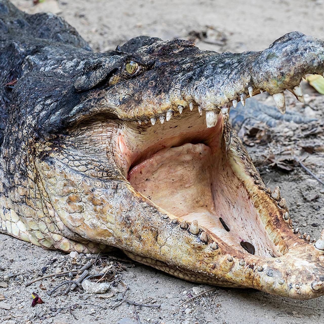 Крокодилов и змей решили привлечь для охраны границ