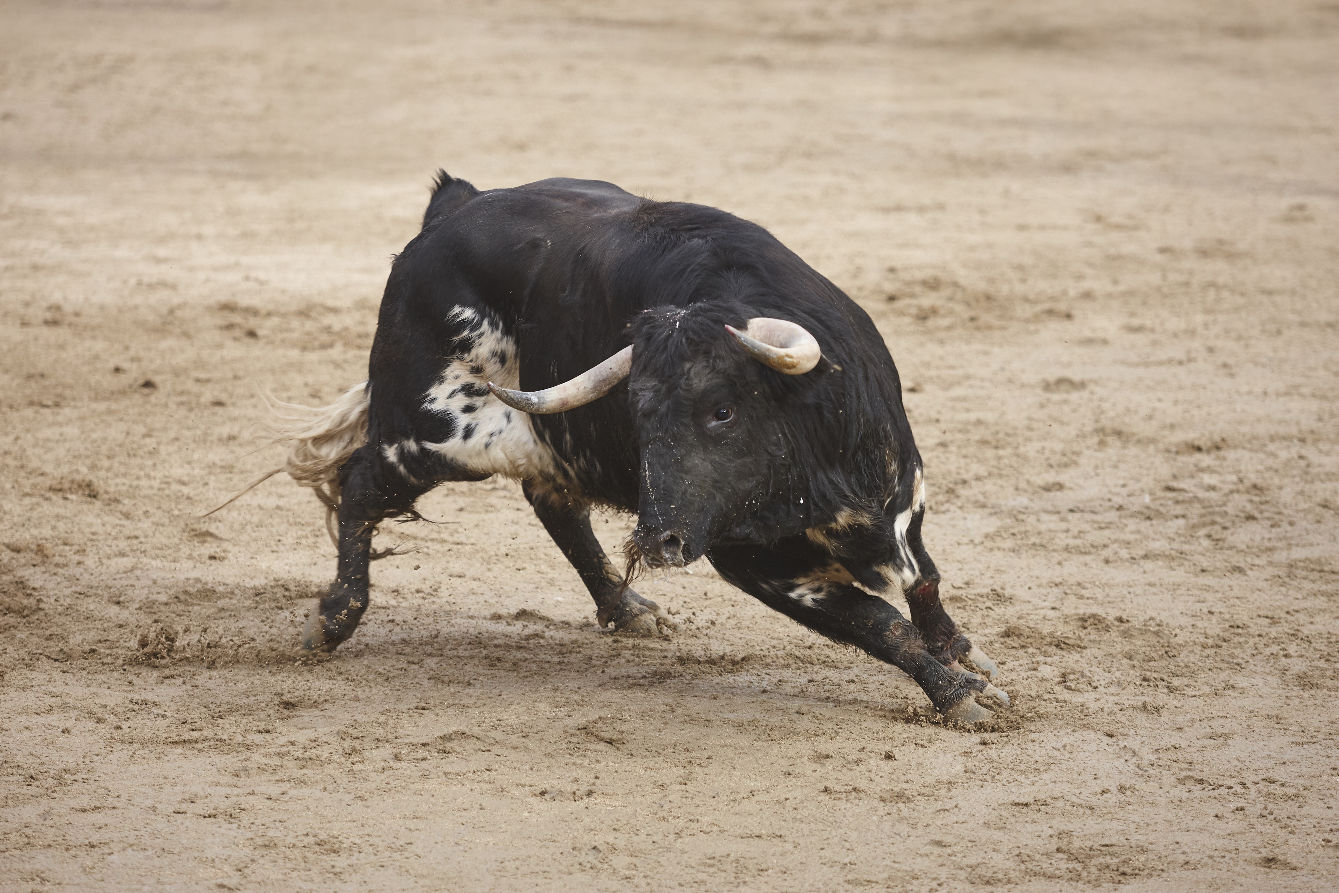 Бык забодал опытного матадора