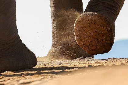 Необычно возбужденный слон затоптал мужчину