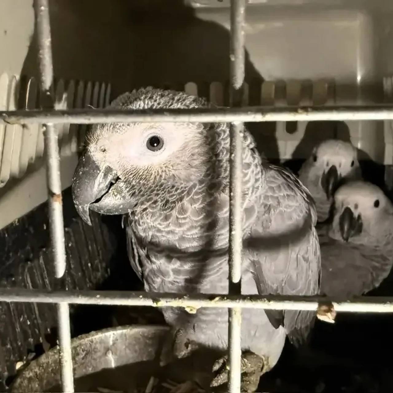 Ульяновский зоопарк стал домом для сотни спасенных экзотических попугаев