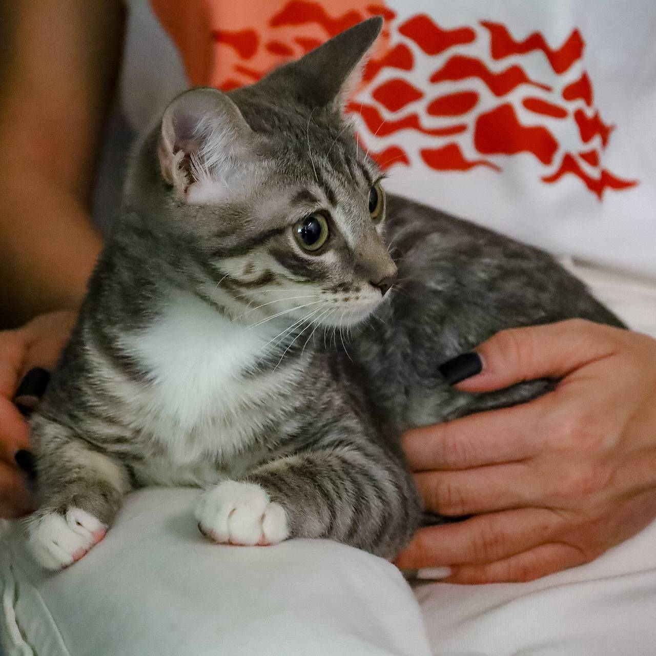 Ветеринар предупредила об опасных продуктах для питомцев