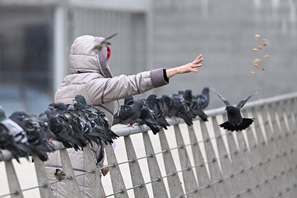 Россиян предупредили о штрафах за кормление голубей