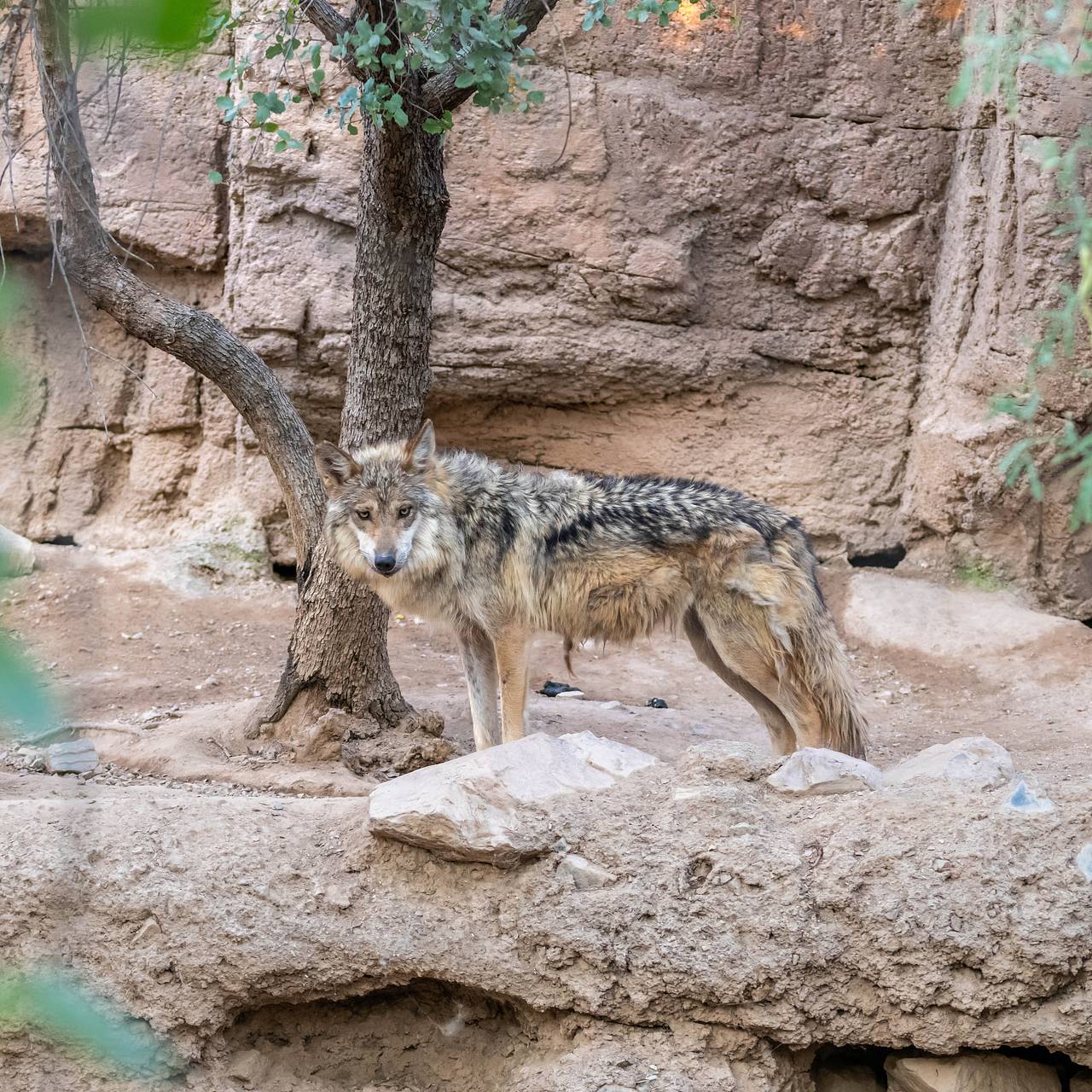 Волк покусал полуторагодовалого ребенка в зоопарке