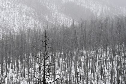 Сын бесследно пропавшей в тайге Усольцевой сделал новое заявление