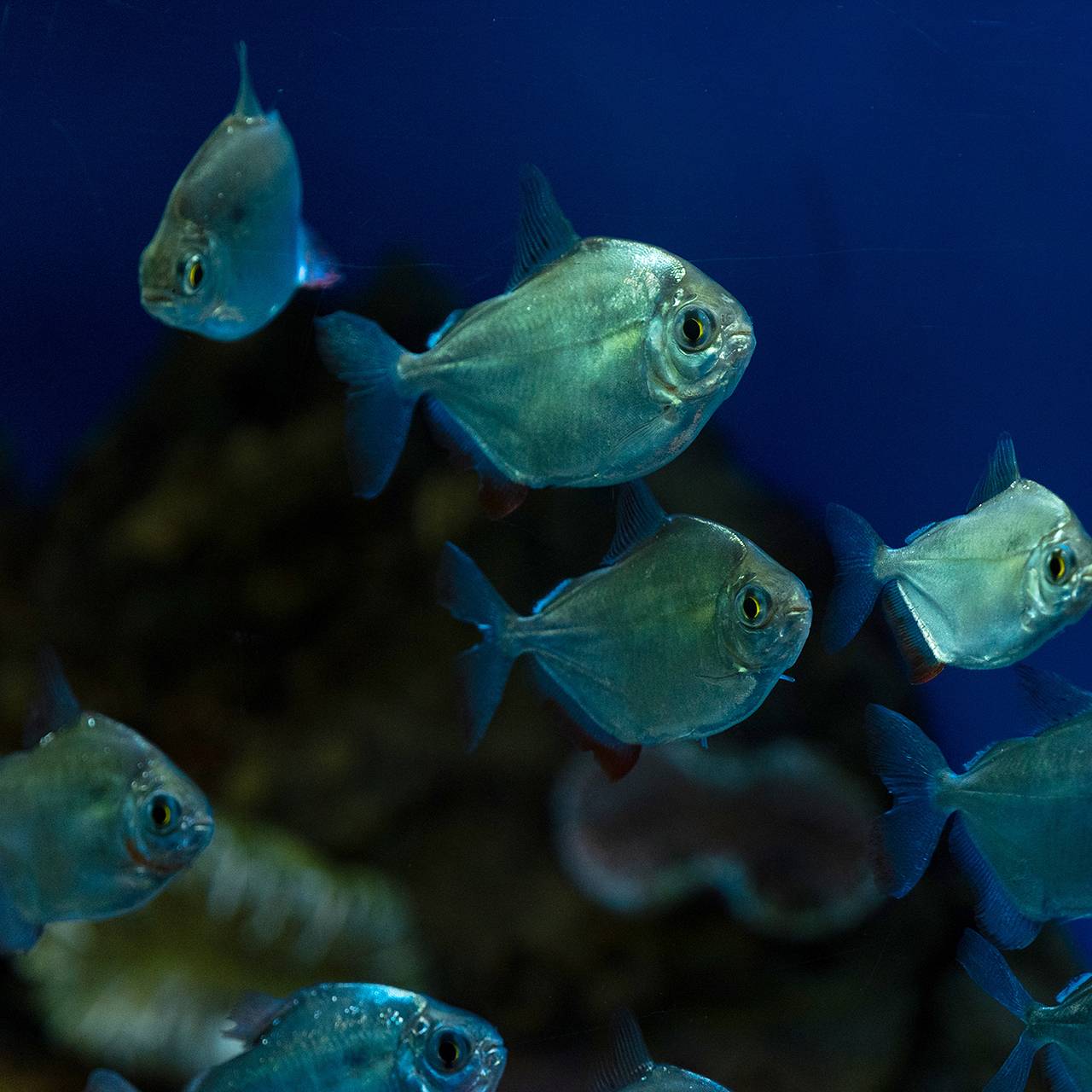 Опубликованы фото любящих капусту и кабачки пираний