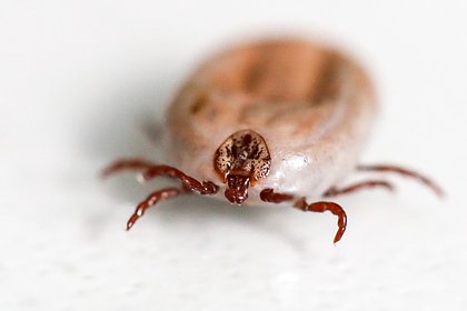 Врач предупредила о четырех причинах обратиться к врачу после укуса клеща