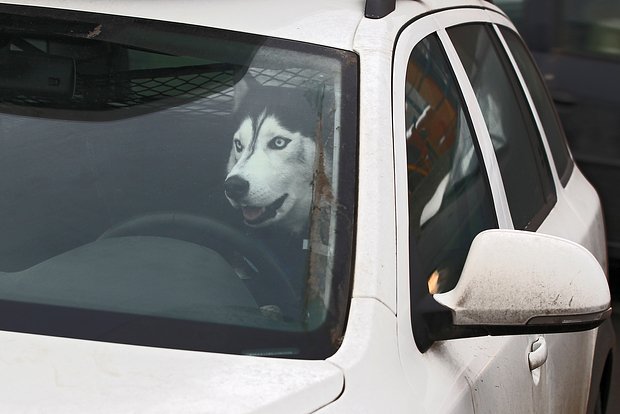 Вводная картинка