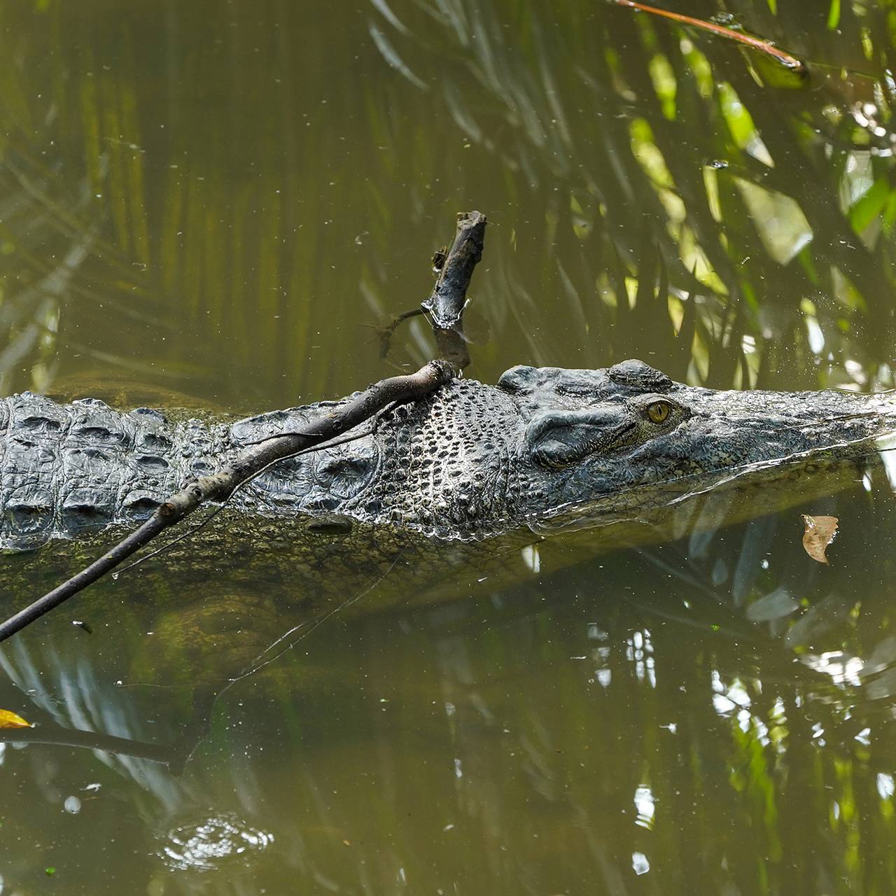 Крокодил напал на нырявшего с аквалангом пенсионера