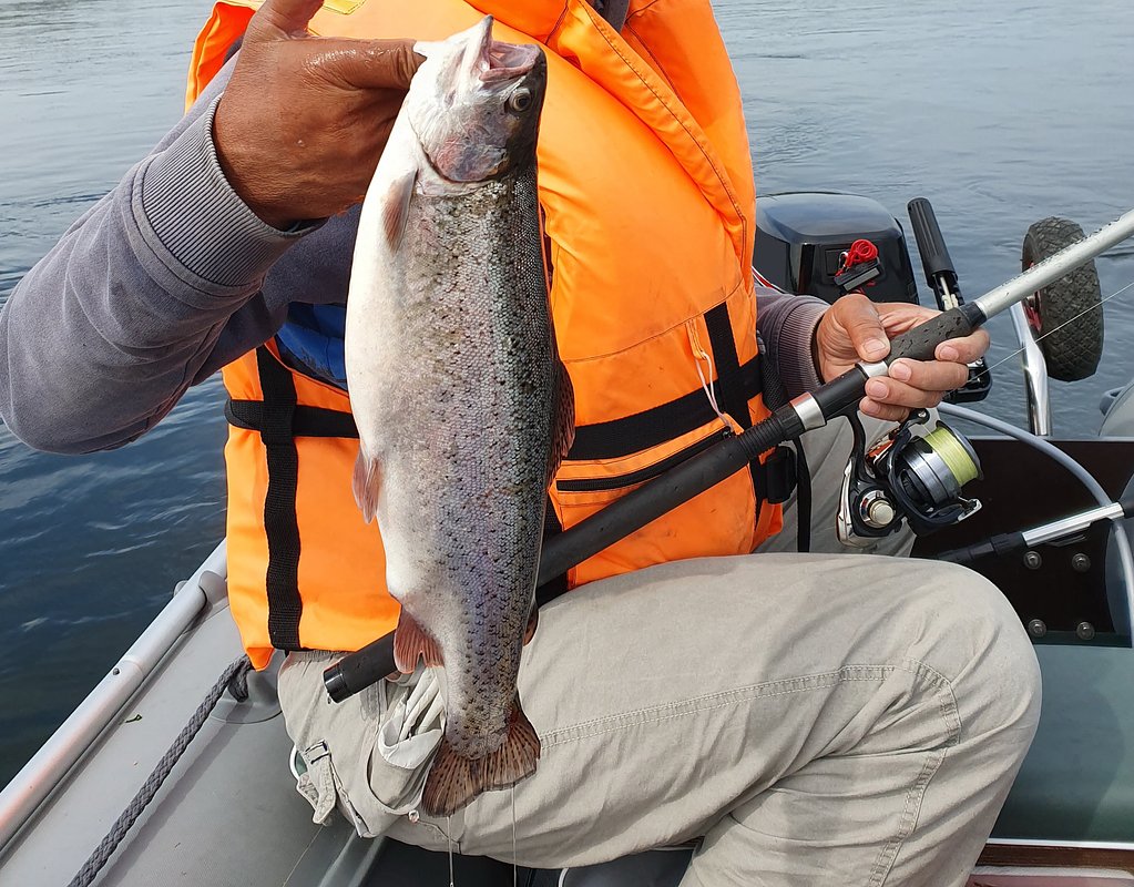 В Енисее и его притоках обитает радужная форель