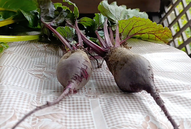 Сорт свеклы «Бордо 237»