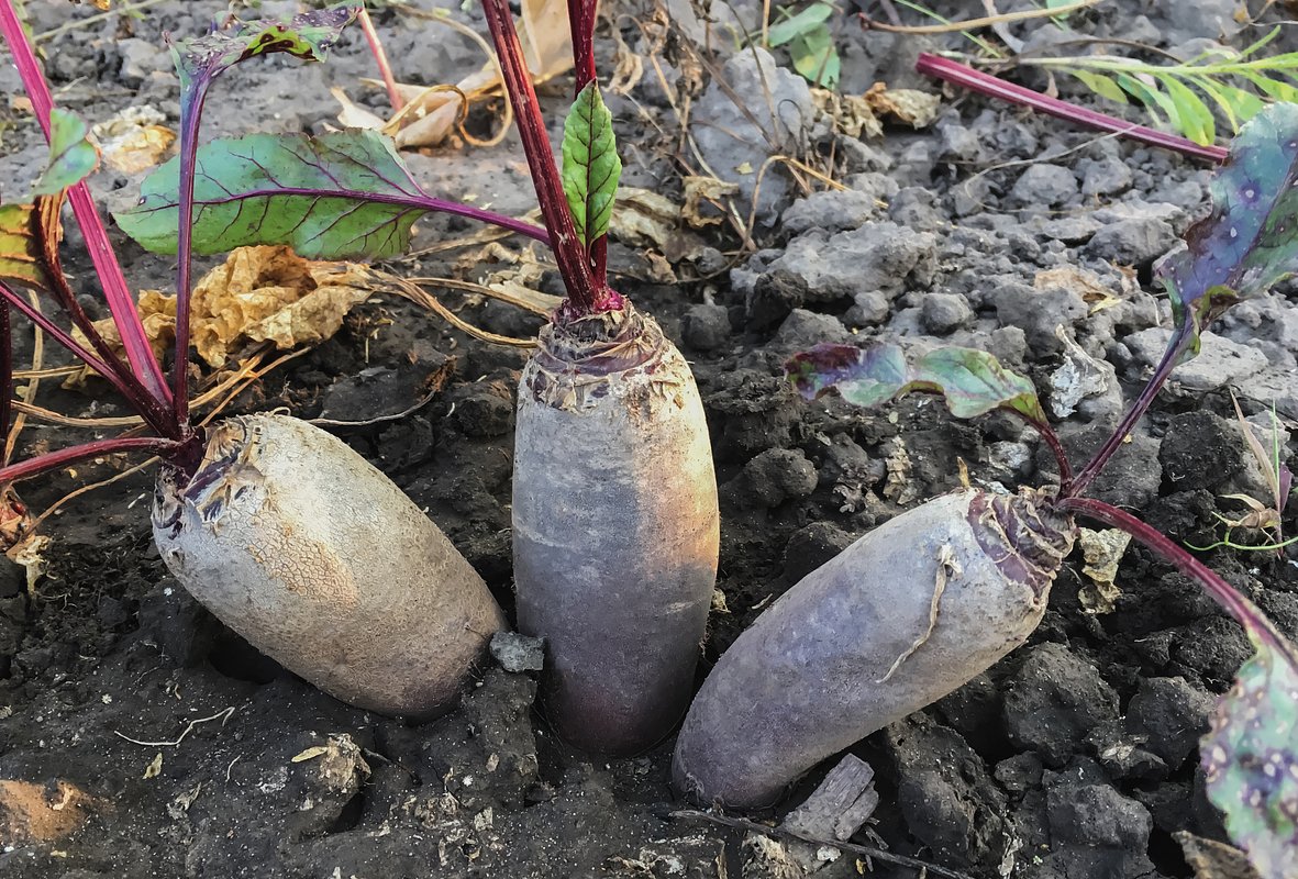 Сорт свеклы «Цилиндра»