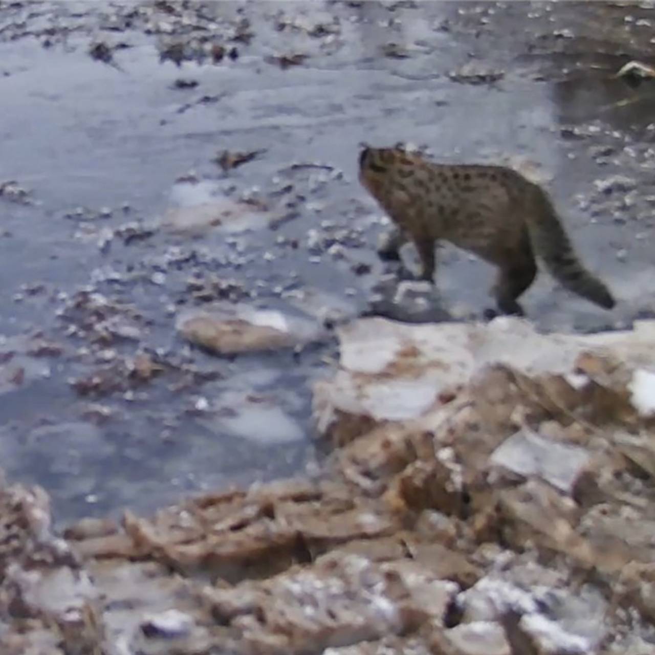 Неожиданно провалившийся под лед в России лесной кот нашел способ выбраться