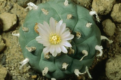 Россиянам пригрозили тюрьмой за выращивание кактусов